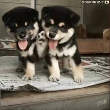 Russian Subway Dogs Russian Subway Dogs Out Today Pc Mac Facebook