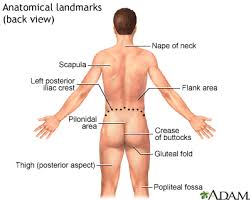 Pain in your upper back area in between your shoulder blades. Flank Pain Information Mount Sinai New York