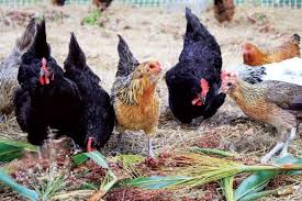 Membership is free and the resources available are bottomless. Providing Natural Poultry Feed Mother Earth News