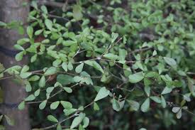 Image result for Terminalia neotaliala
