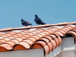 Bird Problems And Solutions Pigeons Or Gulls On Roofs Bird Barrier