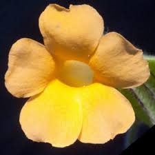 Image result for Thunbergia reticulata