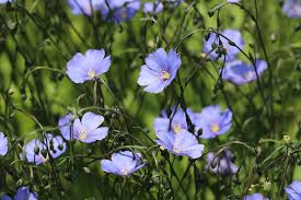 Image result for Linum usitatissimum