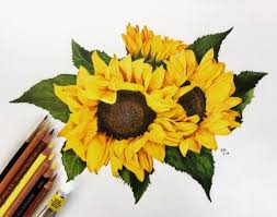#drawing #art #draw #sunflower #sunflower drawing #vincent van gogh #amy pond #11th doctor #tardis. Sunflower Drawing Color Novocom Top