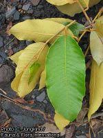 Image result for Parinari excelsa