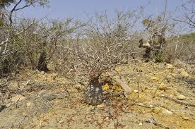 Image result for Memecylon incisilobum