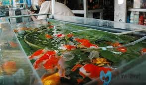 Karena nantinya, wadah harus sesuai dengan lingkungan hidup ikan yang akan. Budidaya Ikan Hias Air Tawar Mudah Beranak Di Aquarium Trikmerawat Com