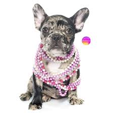 All orders are custom made and most ship worldwide within 24 hours. Rare Colors In French Bulldogs