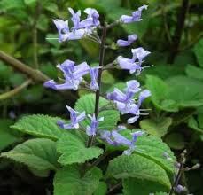 Image result for Plectranthus mandalensis