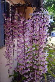 Dendrobian Orchid Dendrobium Orchids Beautiful Orchids Orchids