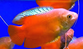 The fish are native to asia—from pakistan and india to southeast asia and northeasterly towards korea. Sunset Dwarf Gourami Tropical Fish Keeping