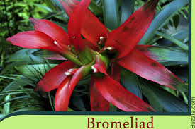 Bromeliad Amazon Rainforest Plants Rainforest Plants Rainforest Flowers