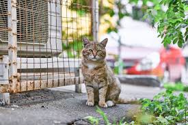 Pada peradaban kuno di masa lalu, bermimpi mimpi melihat kucing jadi manusia akan selalu dikaitkan dengan dunia supranatural. 6 Penyakit Bawaan Binatang Peliharaan Utusantv