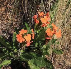 Image result for Crossandra greenstockii