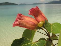 Image result for Thespesia