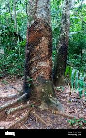 Image result for Hevea brasiliensis