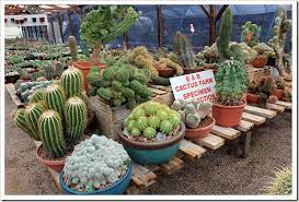 B & b cactus farm. Visit To B Amp B Cactus Farm Tucson Az Part 1