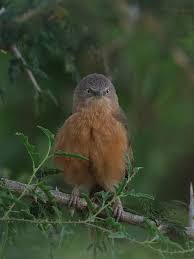 Image result for Chamaecrista gracilior