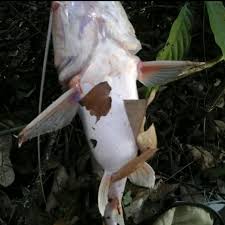 Check spelling or type a new query. Umpan Mancing Mania Umpan Ikan Baung 250 Gram Tokodistributor