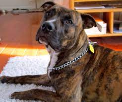 Brindle Pitty Pets Dogs Breeds Pitbull Puppies Pitbulls