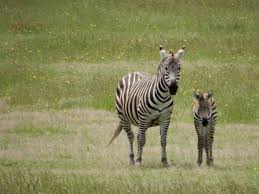 450 x 490 jpeg 45 кб. Happy News It S A Baby Zebra Or Hebra News Blog