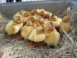 The silver appleyard is a british breed of domestic duck. Large Fowl Silver Appleyard Ducks Posty Facebook