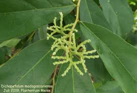 Image result for Dichapetalum madagascariense