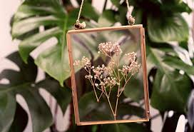 Blatter Blumen Pressen Trocknen Und Einrahmen So Geht S Blumen Pressen Blumen Getrocknete Blumen