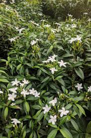 Image result for Jasminum bakeri