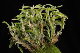 Image result for Stigmella dryadella