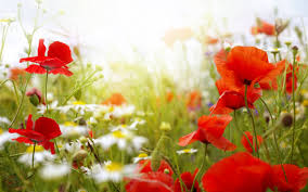 2078 321 rose flower love. Free Photo Flower Background Beautiful Blossom Botany Free Download Jooinn