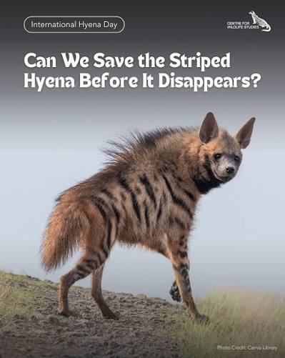 This International Hyena Day, learn about one of nature's most misunderstood creatures. Far beyond scavengers, hyenas are skilled hunters and vital players in maintaining ecological balance. It's time to look past the