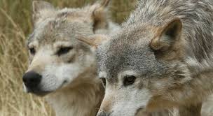Il presidente facente funzioni della calabria: Anziana Viene Sbranata Dai Cani In Casa E Gli Animali Finiscono Sotto Sequestro La Figlia Li Rivoglio Con Me Il Mattino It