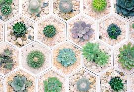 These unique heart shaped succulents will fill your home with a romantic vibe all year round. 20 Popular Types Of Succulents Ftd Com