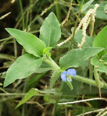 Image result for Commelina benghalensis
