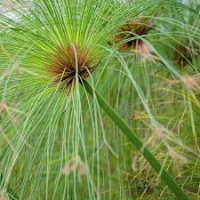 Image result for Cyperus papyrus