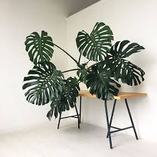 Giant Plant Leaves On A Table Scene Stealers You Can Find In Nature Plants House Plants Indoor Plants