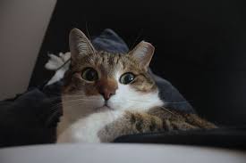 Can You Use Dog Shampoo On Cats What Happens If You Do Dog Shampoo Pet Blog Pet Training