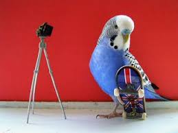 funny birds skateboarding budgies by trieste visier muhabbet kuslari hayvan hayvanlar