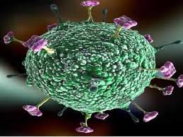 Her ikisi de paramyxoviridae ailesindeki yeni bir virüs sınıfı olan henipavirus cinsinin üyeleridir. Nipha Virus Nipah Virus Outbreak 10 Things About The Disease That Has Claimed Lives In Kerala