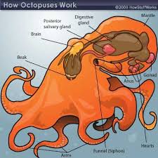 How Octopuses Work Octopus Anatomy Octopus Octopus Facts
