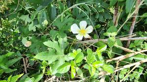 Image result for Lagenaria sphaerica