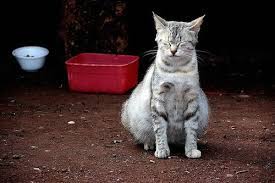 How To Take Care Of Your Pregnant Cat Pregnant Cat Cats Pets