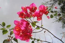 Index Of Wp Content Gallery Vines By Color Bougainvillea Flower Wallpaper Flower Arrangements