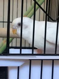 Whatever they may be, we have products available to make you. Paterson Bird Store 13 Furler St Totowa Nj Pet Supplies Mapquest
