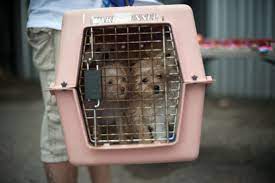 Maine coon adoptions, oakland, ca. Everyone Wants A Rescue Dog Not Everyone Can Have One The New York Times