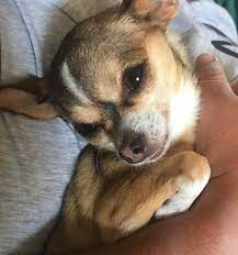 Pin By Heather Rambach On Chiwallawallas Chihuahua Love Chihuahua Cute Chihuahua