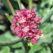 Image result for Eriosema erici-rosenii