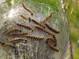 Elles sont repérables grâce au nid qu'elles tissent dans les pins en automne pour pouvoir passer l'hiver au chaud. Sete Herault Sete Lutter Contre Les Chenilles Processionnaires