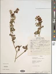 Image result for Crotalaria vasculosa